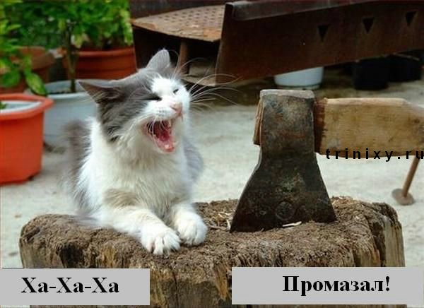 Галерея смеха) Funny_cats_02