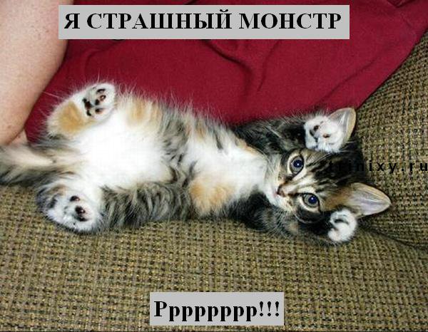 Галерея смеха) Funny_cats_24
