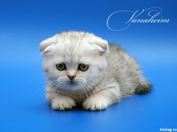 http://ru.trinixy.ru/pics3/20080328/kittens_04.jpg