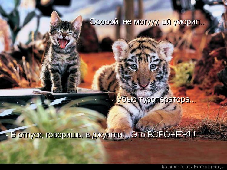 http://ru.trinixy.ru/pics3/20080523/kotomatrix_53.jpg