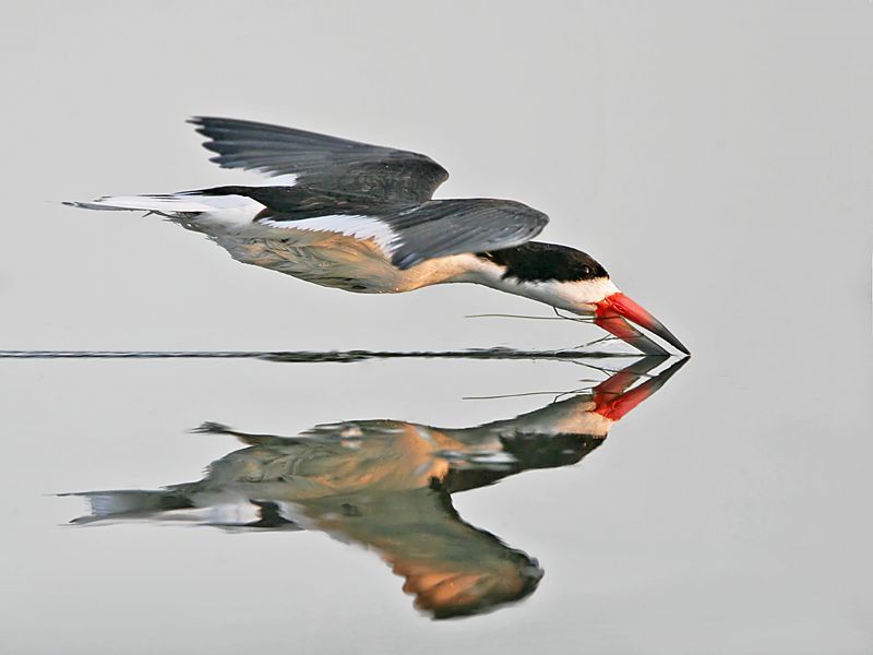 Потрясающие фотографии птиц (29 фото)