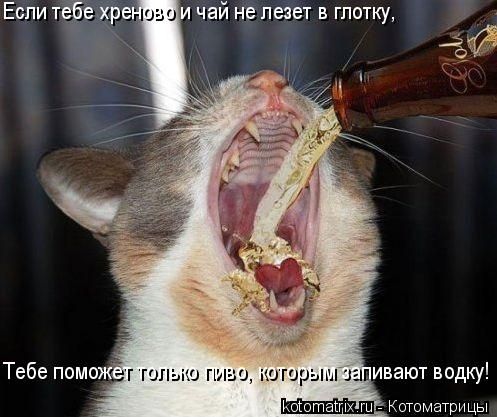 http://ru.trinixy.ru/pics3/20080627/kotomatrix_24.jpg