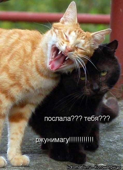 http://ru.trinixy.ru/pics3/20080627/kotomatrix_40.jpg