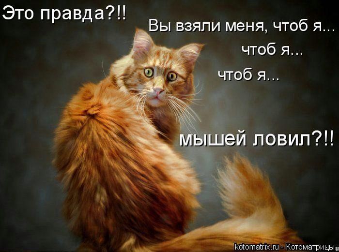 http://ru.trinixy.ru/pics4/20100205/kotomatrix_08.jpg