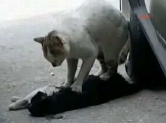 Кот делает массаж сердца, чтобы вернуть кошку к жизни (11.5 мб)